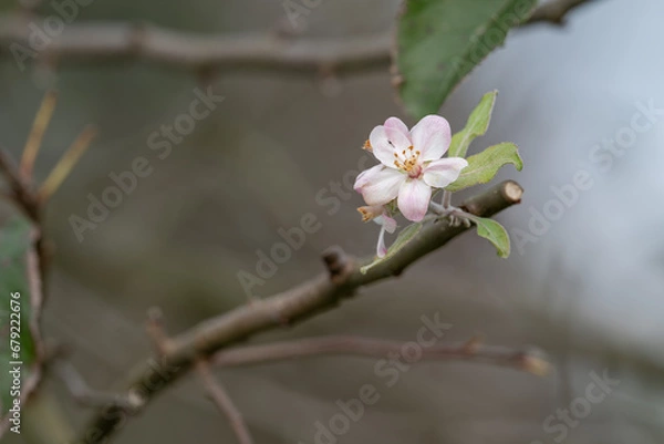 Obraz Apple blossom on a tree branch.