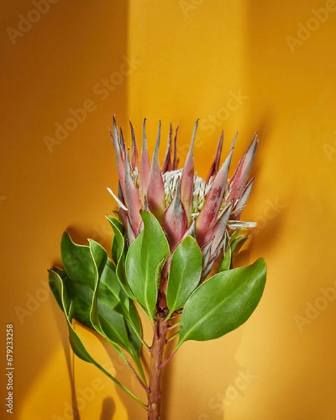 Obraz Protea on a yellow background ,place for text, template