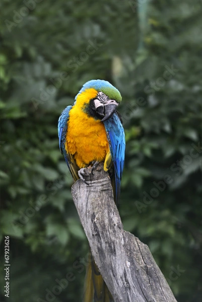 Fototapeta Parrot bird