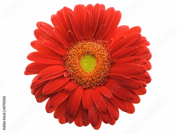 Fototapeta Gerbera stokrotka