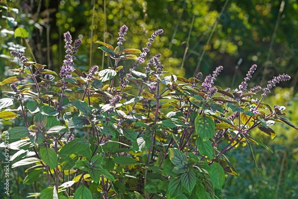 Fototapeta Strauchbasilikum blüht