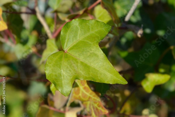 Obraz Ivy Plattensee leaf