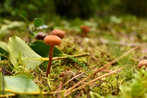 Obraz Petits champignons sortant de la mousse