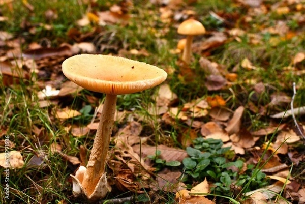 Obraz Deux générations de champignon au milieu des feuilles mortes