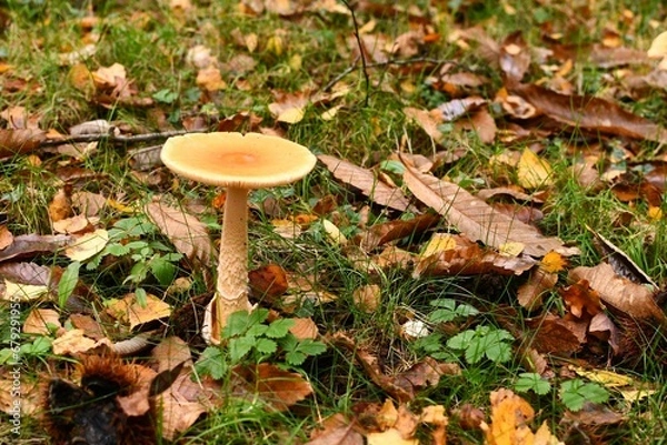 Obraz Champignon isolé au milieu des feuilles mortes