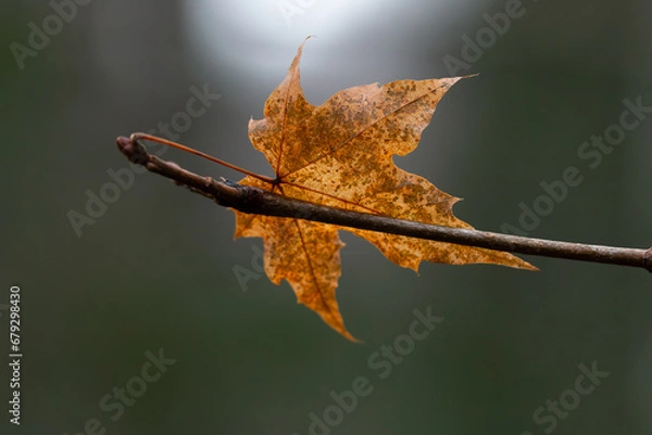 Fototapeta single leaf on tree in autumnal orange color