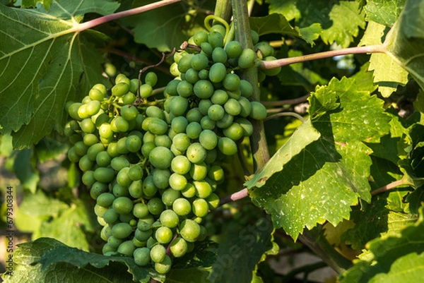Fototapeta Green grapes