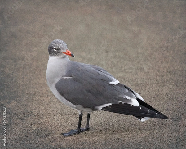 Obraz Heermann's Gull Standing On Sand Beach - 0165