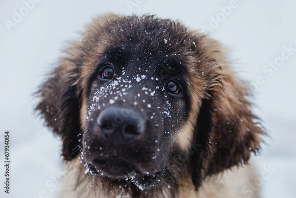 Fototapeta One small Leonberger puppy walks in the snow in winter.