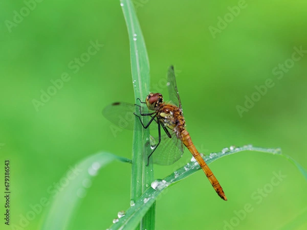Fototapeta 葉っぱで休むトンボと雨の雫