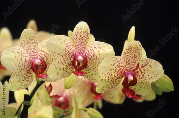 Fototapeta trio of orchids