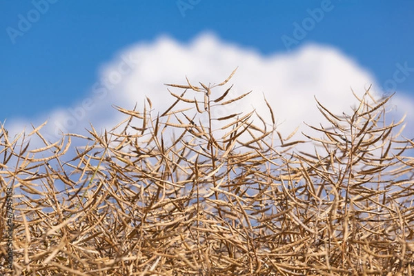Obraz Rapeseed Maturity