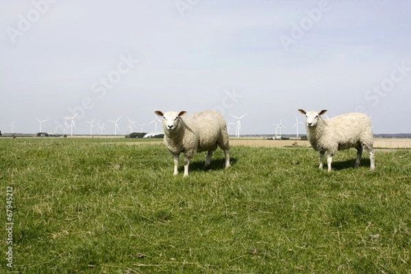 Obraz Schafe am Deich