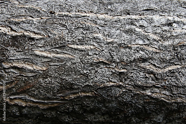 Fototapeta Deciduous tree bark. Textural background