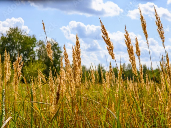 Obraz grass and sky