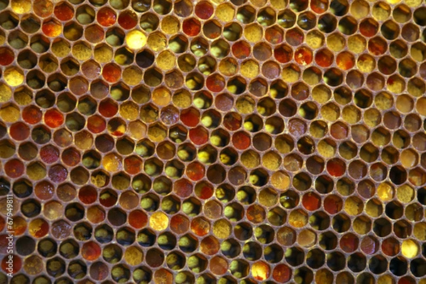 Fototapeta honeycomb structure