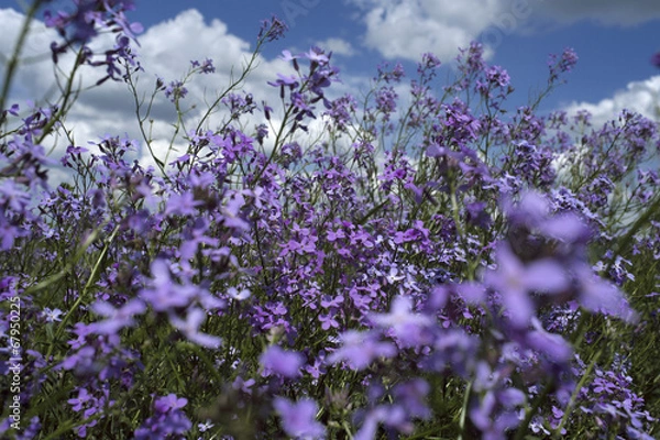 Fototapeta purple plants