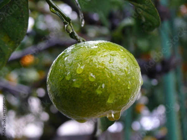 Fototapeta 雨の中の青いみかん