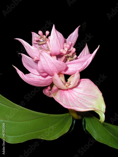 Fototapeta Розовый цветок