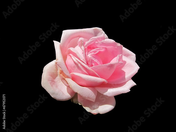 Fototapeta Розовая роза