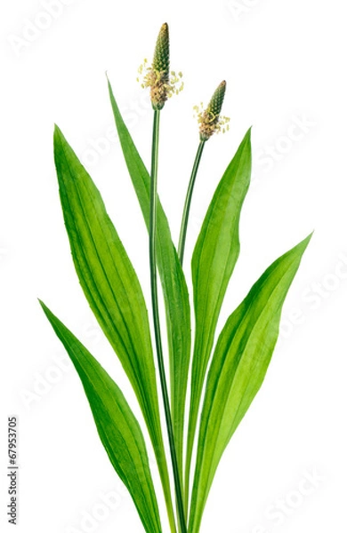 Fototapeta Babka lancetowata (Plantago lanceolata)