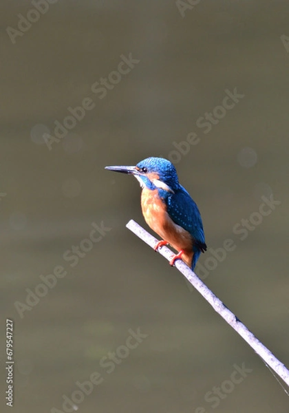 Obraz カワセミ・翡翠