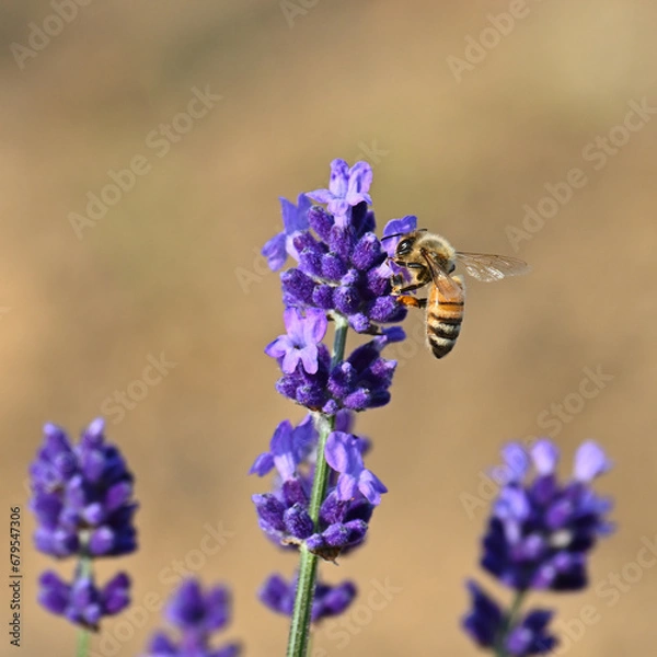 Obraz ラベンダーとミツバチ