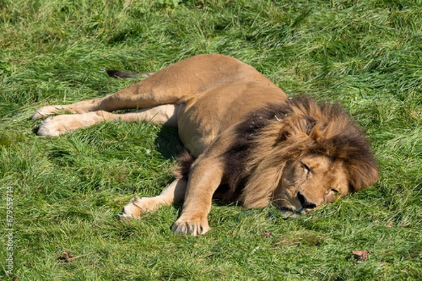 Obraz Lion qui dort
