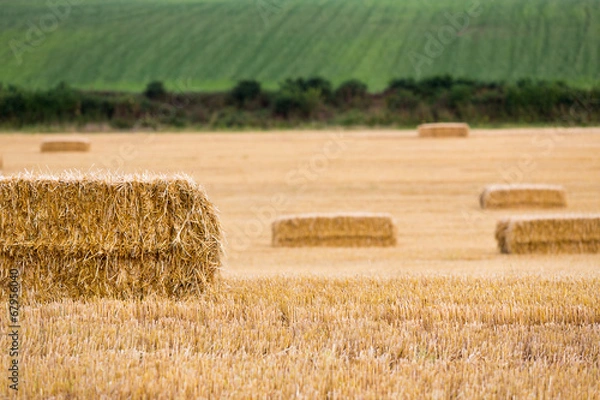 Fototapeta Close-up of hay bales and hedgerows