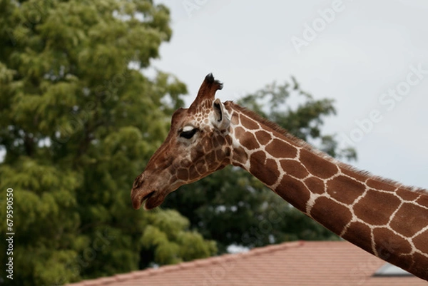 Obraz girafe