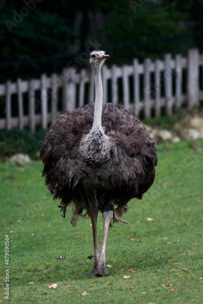 Obraz Autruche