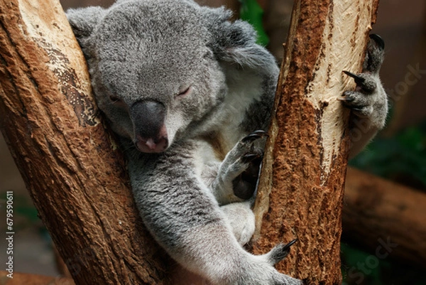 Obraz Koala