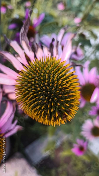 Obraz Yellow Echinacea flower in macro