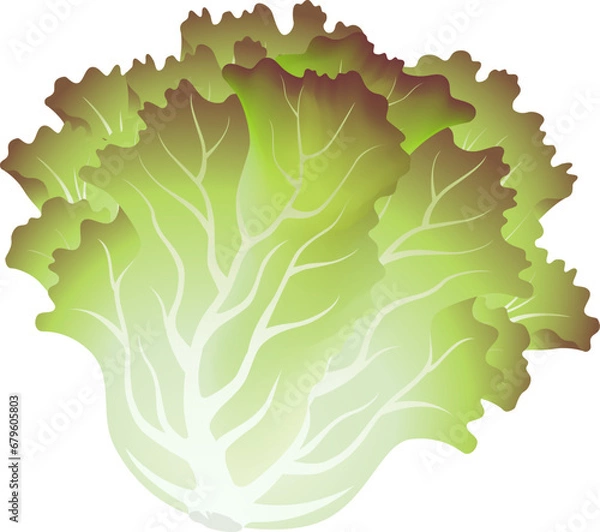 Fototapeta サニーレタス