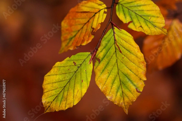 Fototapeta autumn leaves on a branch