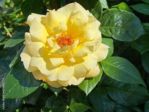 Obraz Rose flower yellow beautiful tea rose.