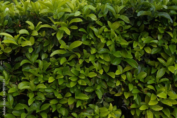 Fototapeta  Artificial green leaf background