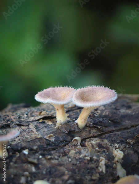 Fototapeta wild mushroom on dead tree trunk