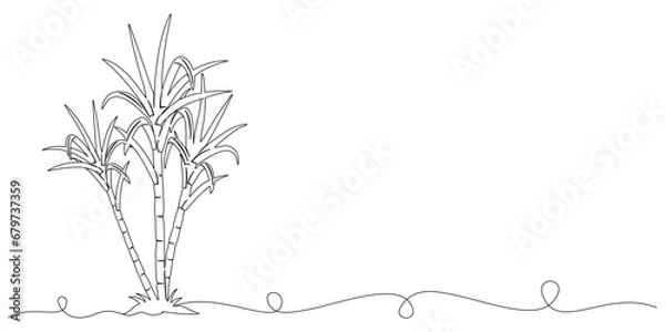 Fototapeta sugarcane