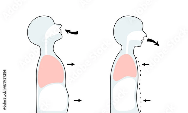 Fototapeta Isolated of human body when breathe in and breathe out.