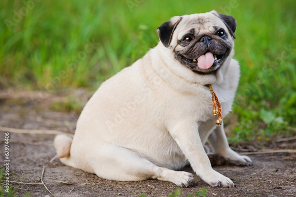Obraz Little fat pug
