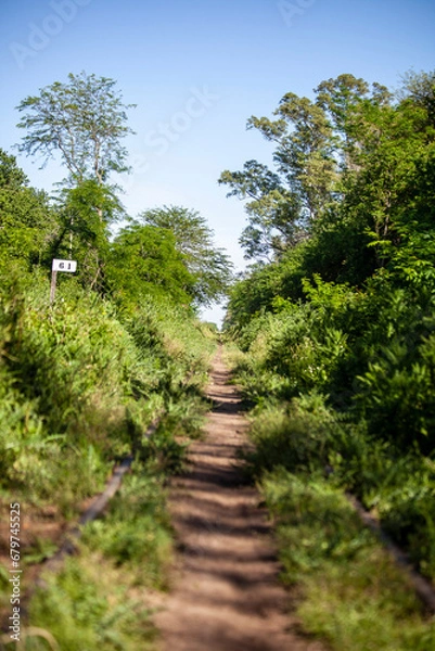 Obraz Abandoned train tracks overgrown with weeds