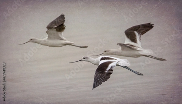 Obraz American Avocets - 1274 - S