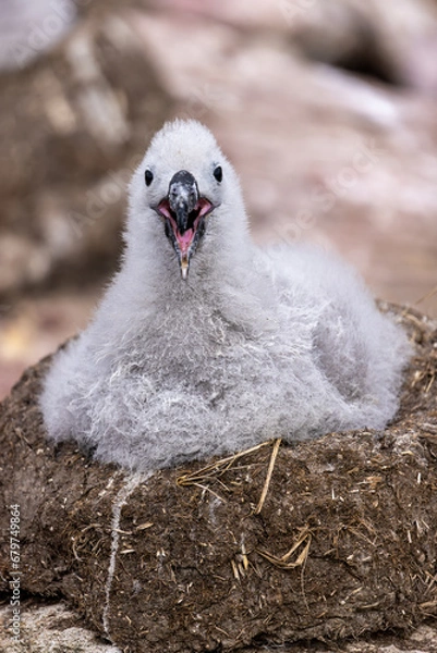 Obraz Black-Browed Albatross Chick On Nest - 4148