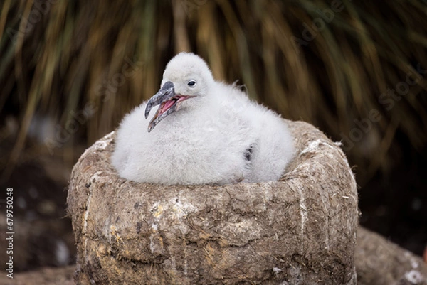 Obraz Black-Browed Albatross Chick On Nest - 4120