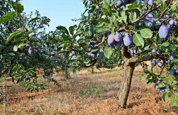 Fototapeta Uprawa śliwek