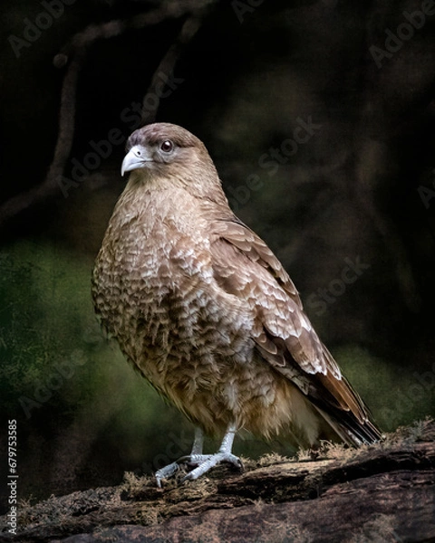 Obraz Chimango Caracars - 5717 - S