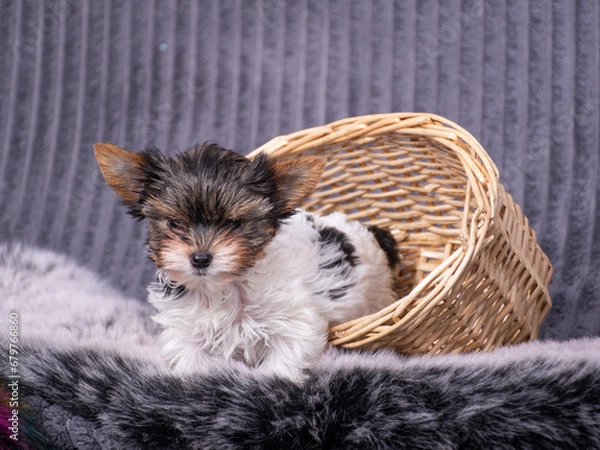Obraz Mały szczeniak yorkshire terrier biewer york słodki pies
