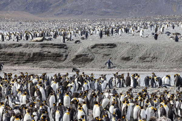 Obraz King Penguins - 1167