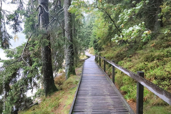 Obraz Waldweg im Schwarzwald